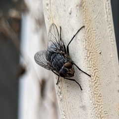 Diptera