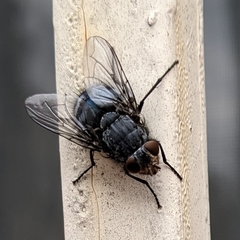 Diptera
