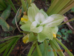 Curcuma longa