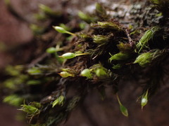 Orthotrichum pulchellum