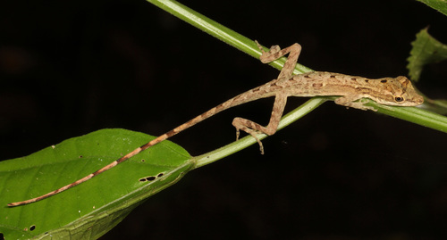 Border Anole, photo 10 of 10