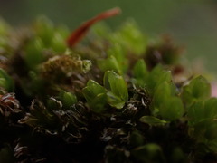 Mnium spinulosum