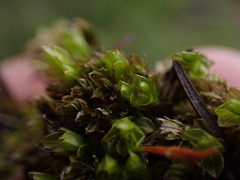 Mnium spinulosum