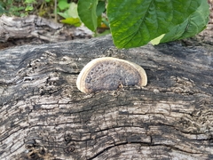 Trametes cingulata
