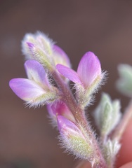 Lupinus concinnus orcuttii