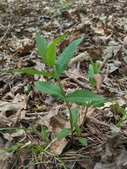 Eupatorium sessilifolium