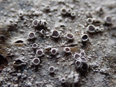 Lecanora pacifica