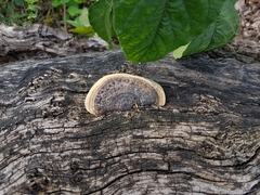 Trametes cingulata