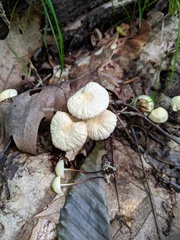 Marasmius delectans