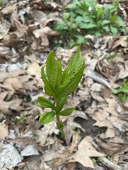 Hybanthus concolor