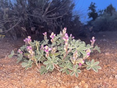Lupinus concinnus orcuttii