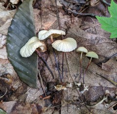 Marasmius delectans