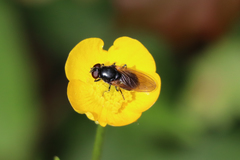 Chrysogaster solstitialis