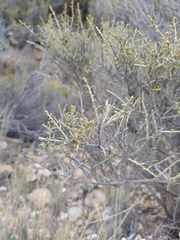 Acantholippia seriphioides