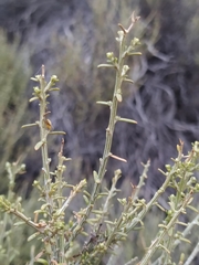 Acantholippia seriphioides