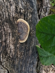 Trametes cingulata