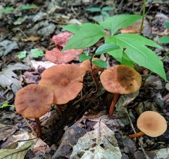 Lactarius subserifluus