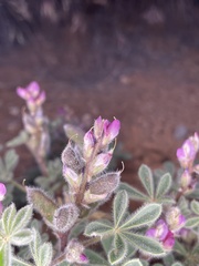 Lupinus concinnus orcuttii