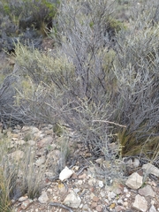 Acantholippia seriphioides