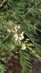 Acacia mearnsii image