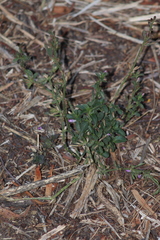 Dicliptera peduncularis