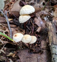 Marasmius delectans