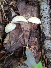 Marasmius delectans
