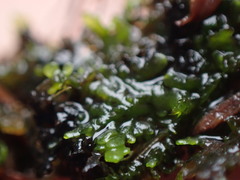 Riccardia chamedryfolia