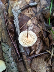 Marasmius delectans