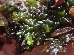 Riccardia chamedryfolia