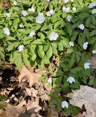 Anemonoides quinquefolia