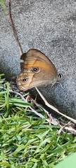 Hypocysta irius