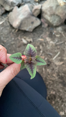 Persicaria capitata
