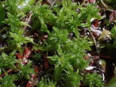 Sphagnum pacificum