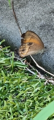 Hypocysta irius