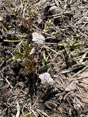 Lomatium linearifolium