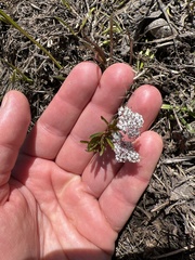 Lomatium linearifolium