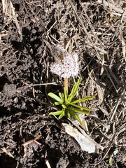 Lomatium linearifolium