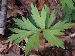 Hydrophyllum fendleri