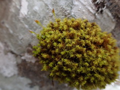 Ulota obtusiuscula