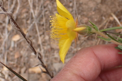 Mentzelia crocea
