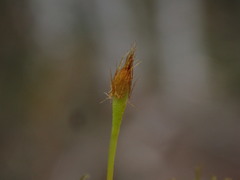 Ulota obtusiuscula