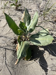 Rumex venosus