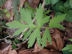 Hydrophyllum fendleri