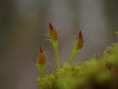Ulota obtusiuscula