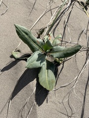 Rumex venosus