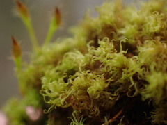 Ulota obtusiuscula