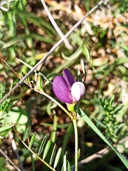 Vicia peregrina