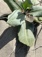 Rumex venosus