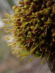 Ulota obtusiuscula